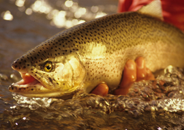 Big Wood River