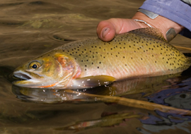 Headwater of the Middle Fork